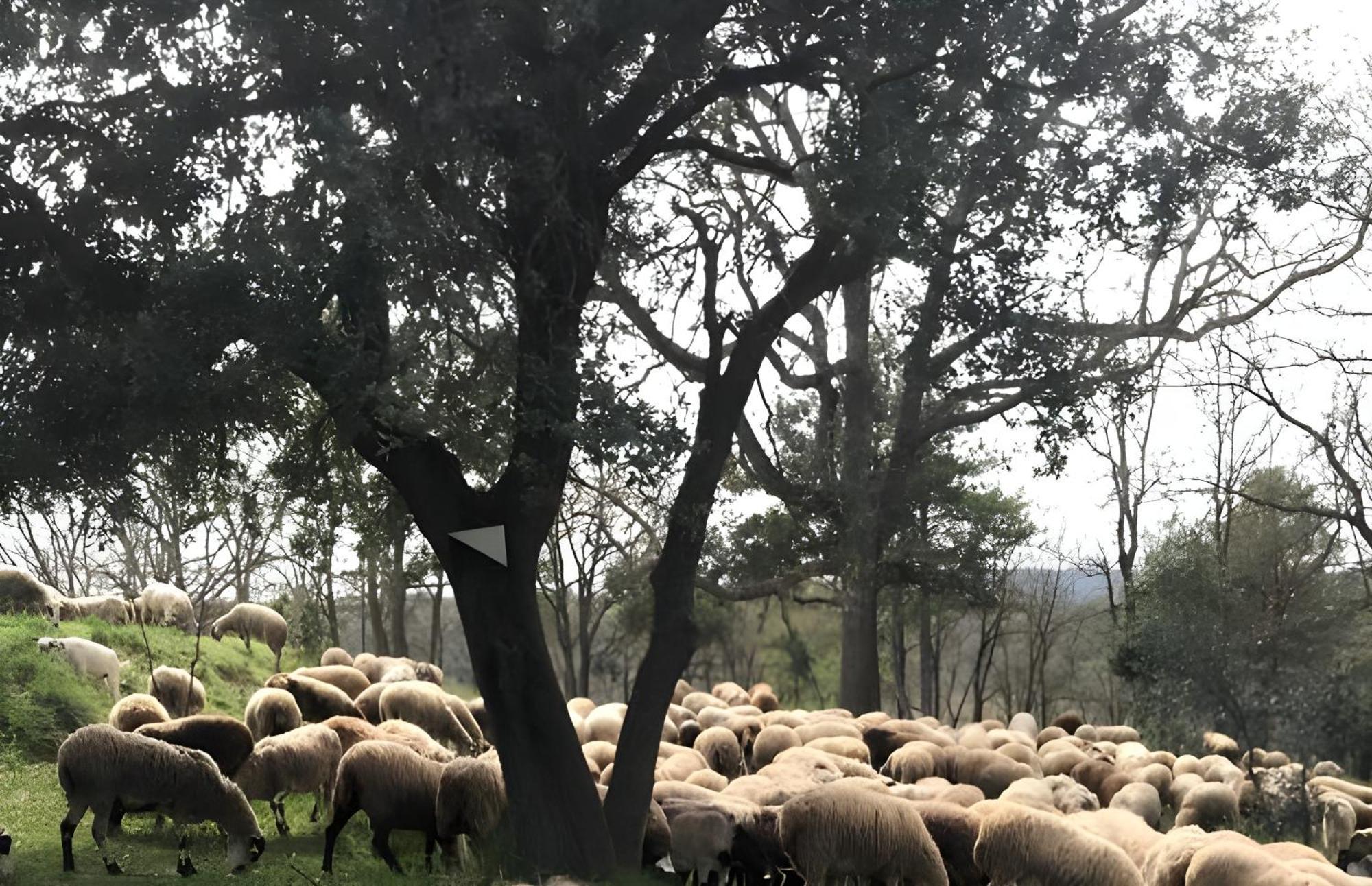 Allotjament Rural Solsona Extérieur photo